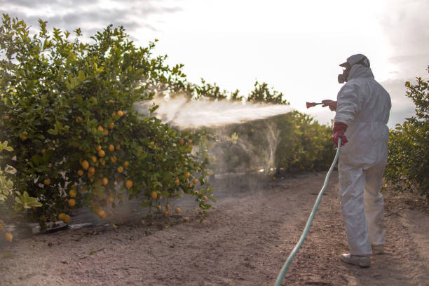 Best Pest Inspection Near Me  in China Grove, TX