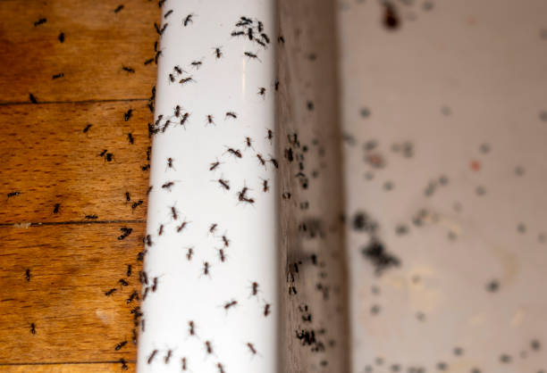 Best Cockroach Control Services  in China Grove, TX
